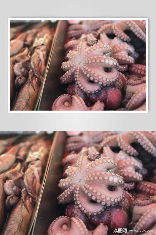 精品新鲜八爪鱼水产品海鲜餐饮摄影图片